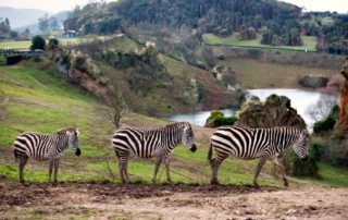 parque de la naturaleza de cabarceno